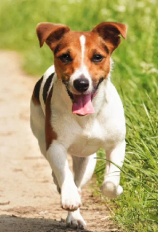 A Small Dog Running Outside A Small Dog Running Outside