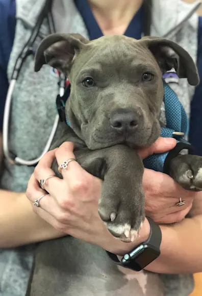 Dog being held by a vet Dog being held by a vet