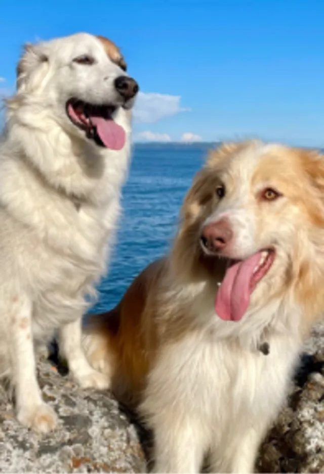 two dogs in front of a lake