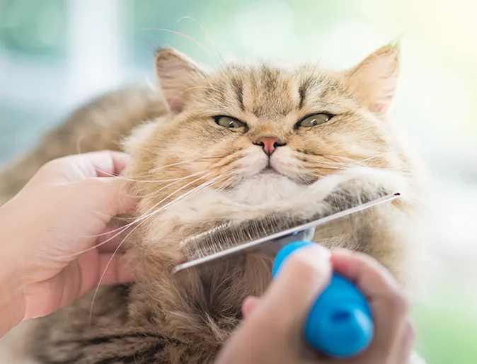 Person brushing a brown fluffy cat Person brushing a brown fluffy cat