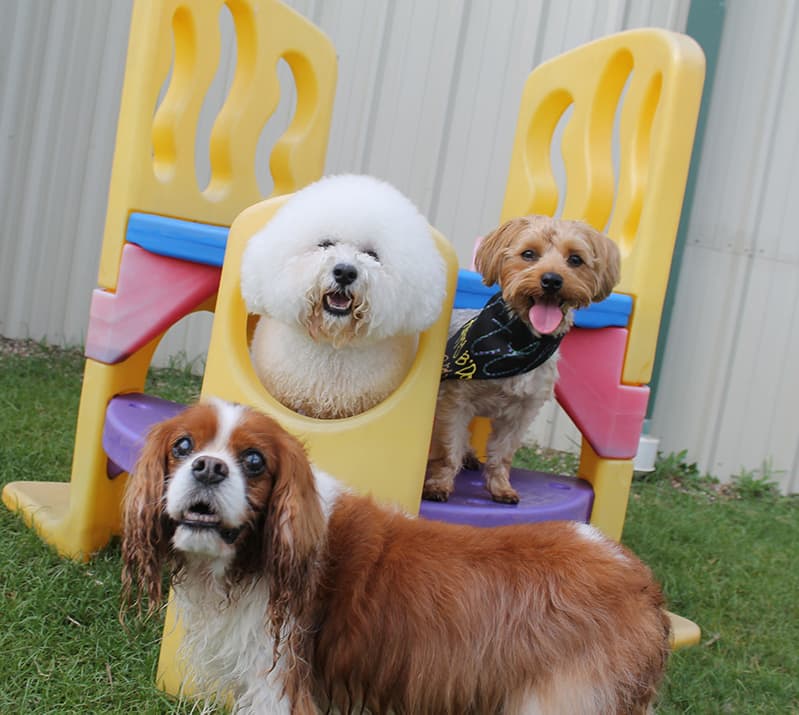 3 dogs playing on play set