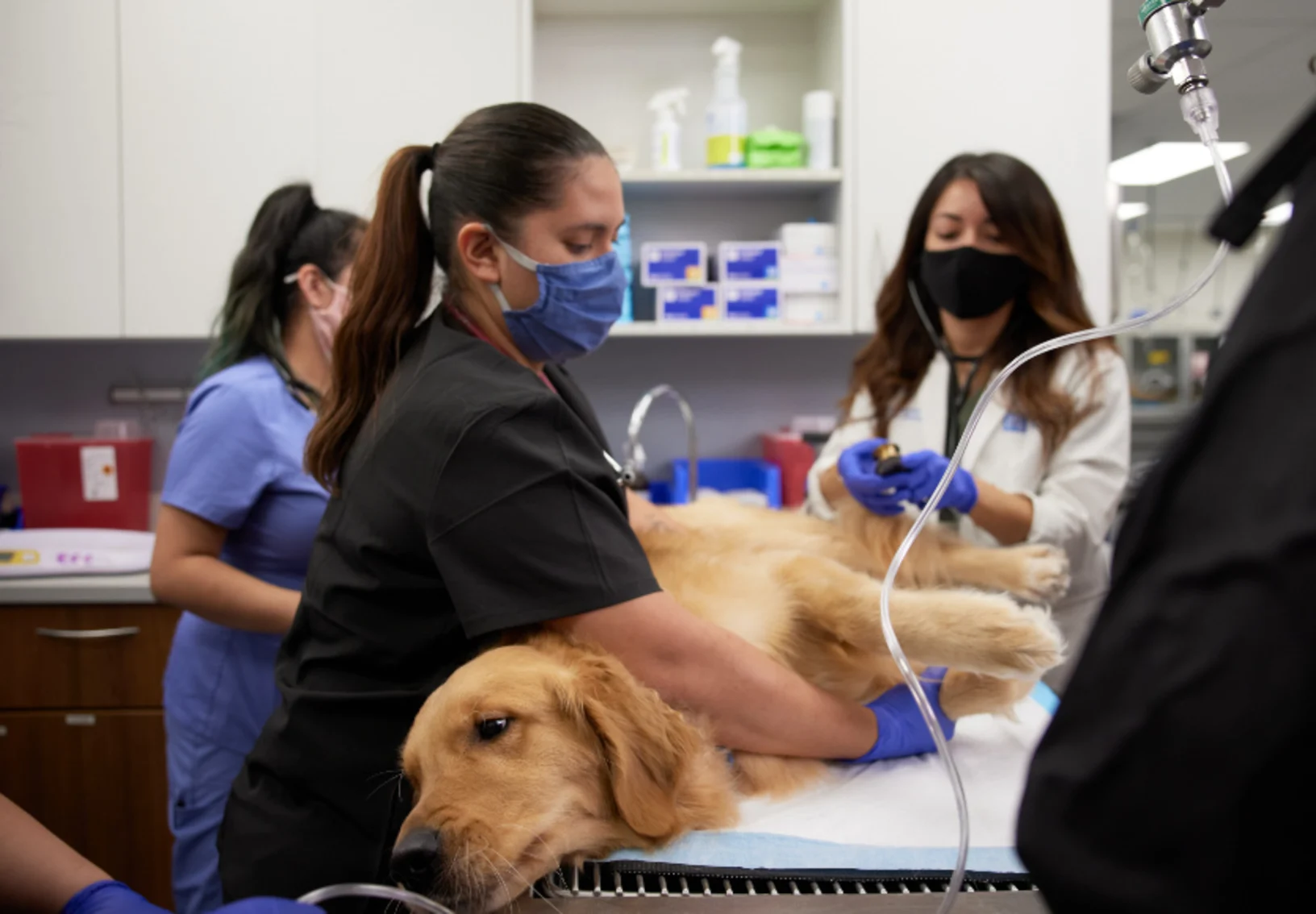 Vets tending to golden retriever Vets tending to golden retriever