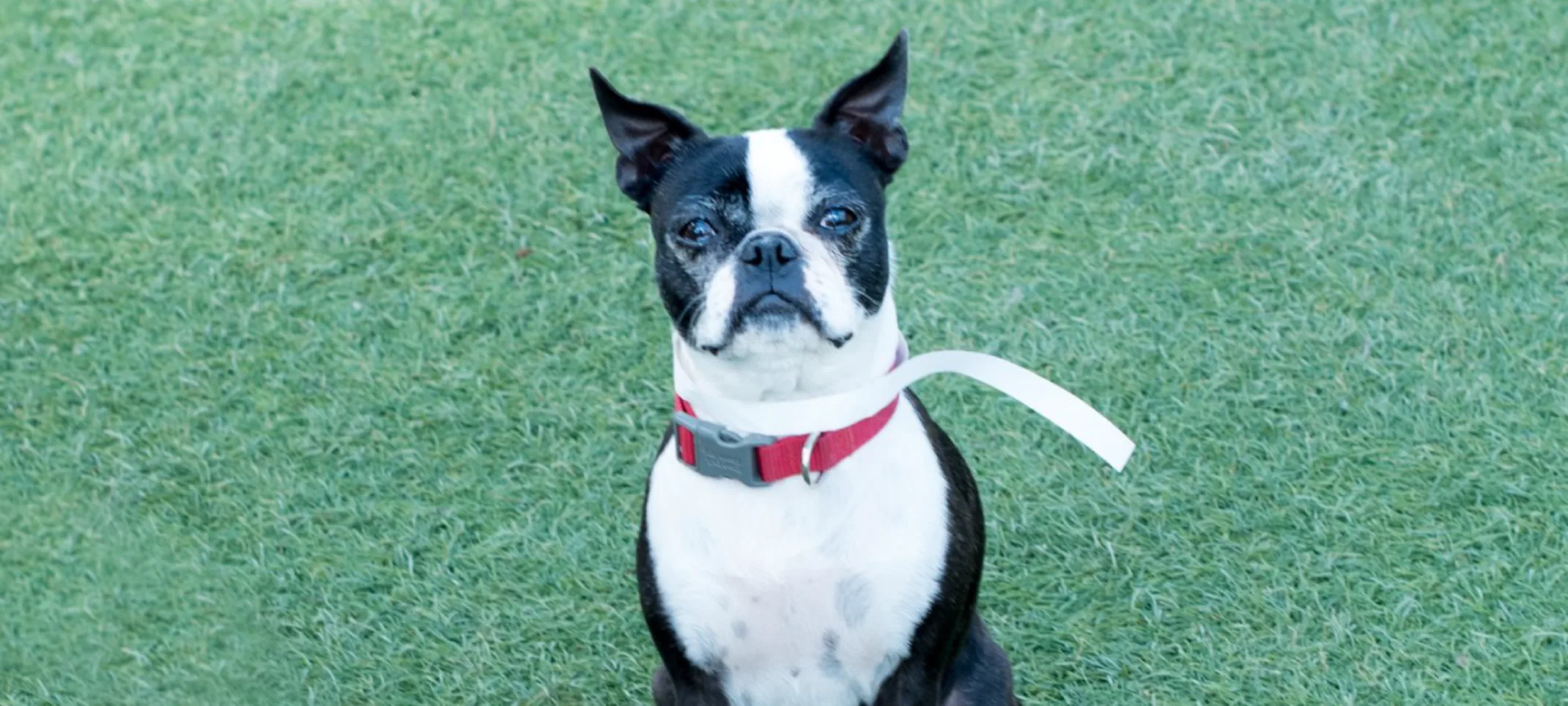 dog sitting in grass dog sitting in grass