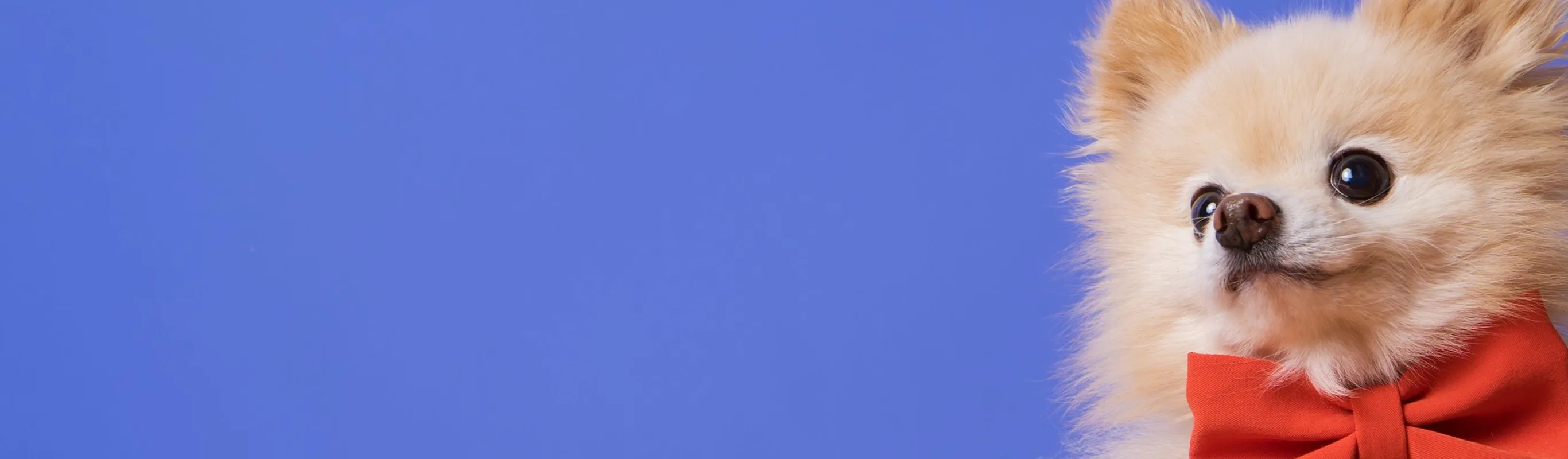 Dog with a bowtie Dog with a bowtie