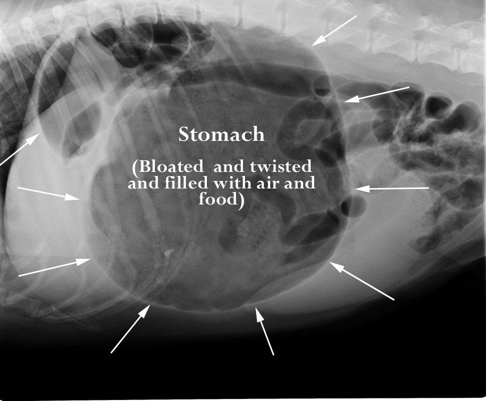 X-ray of a dog's enlarged stomach experiencing Bloat (GDV)