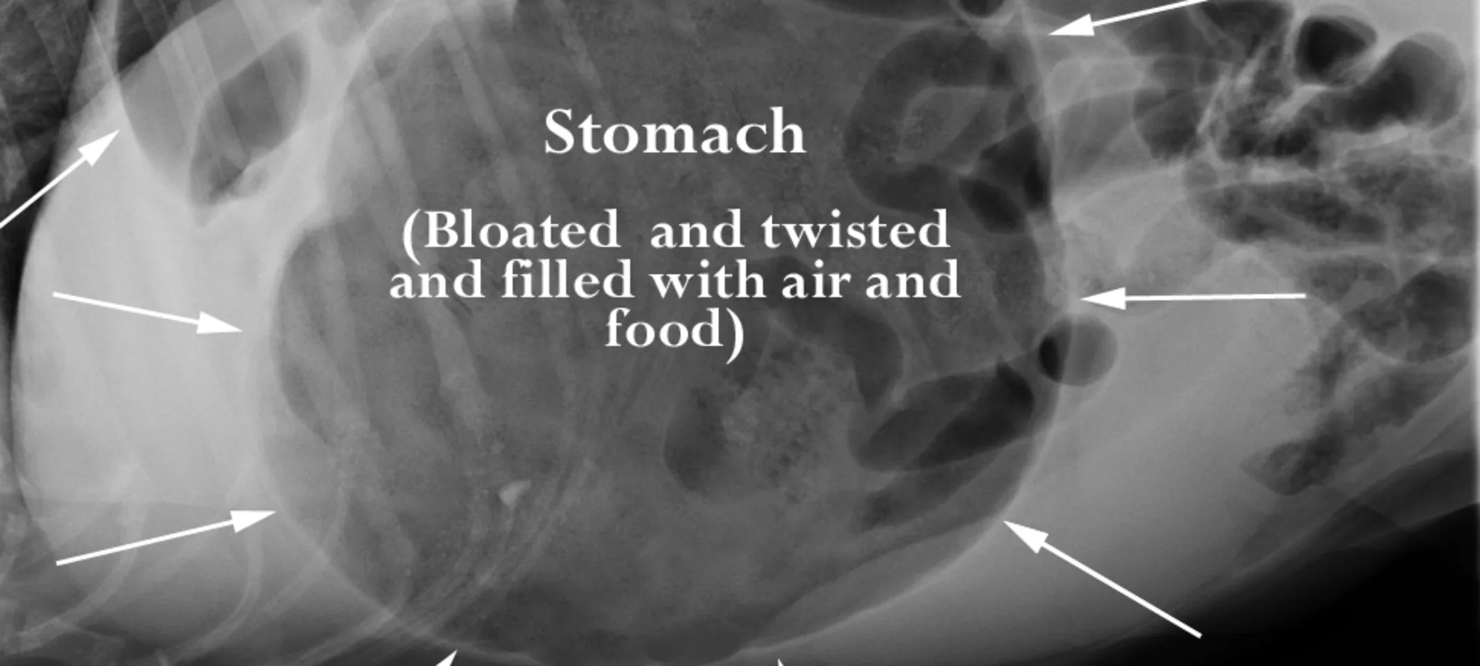 X-ray of a dog's enlarged stomach experiencing Bloat (GDV) X-ray of a dog's enlarged stomach experiencing Bloat (GDV)