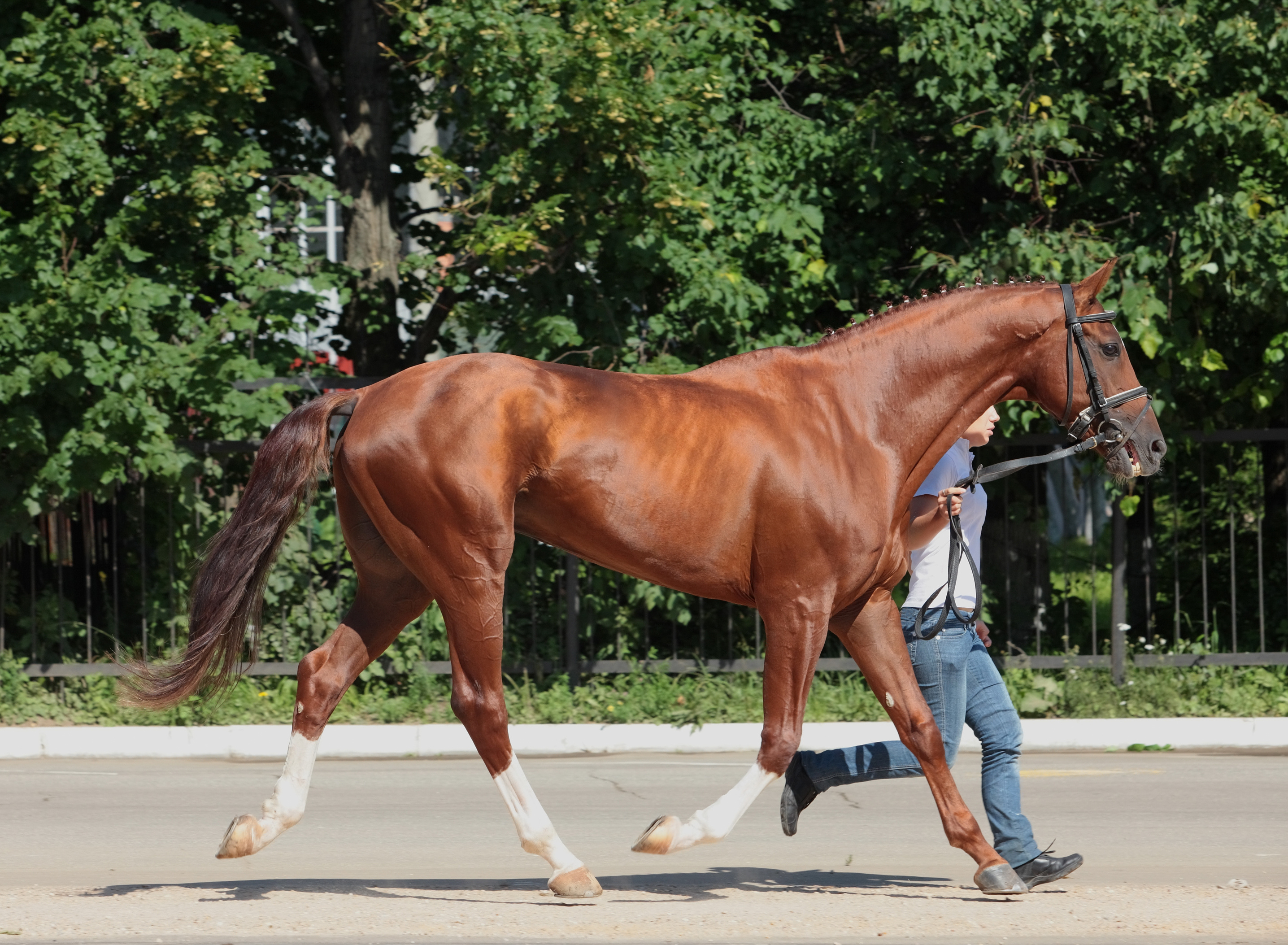 horse walking next to trainer