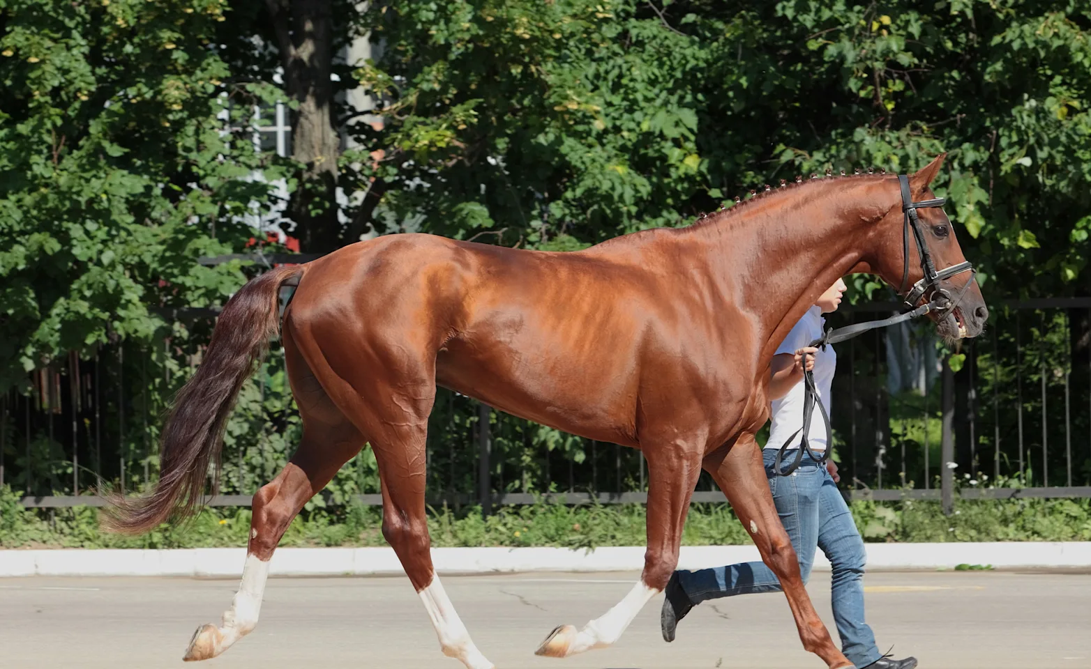 horse walking next to trainer horse walking next to trainer