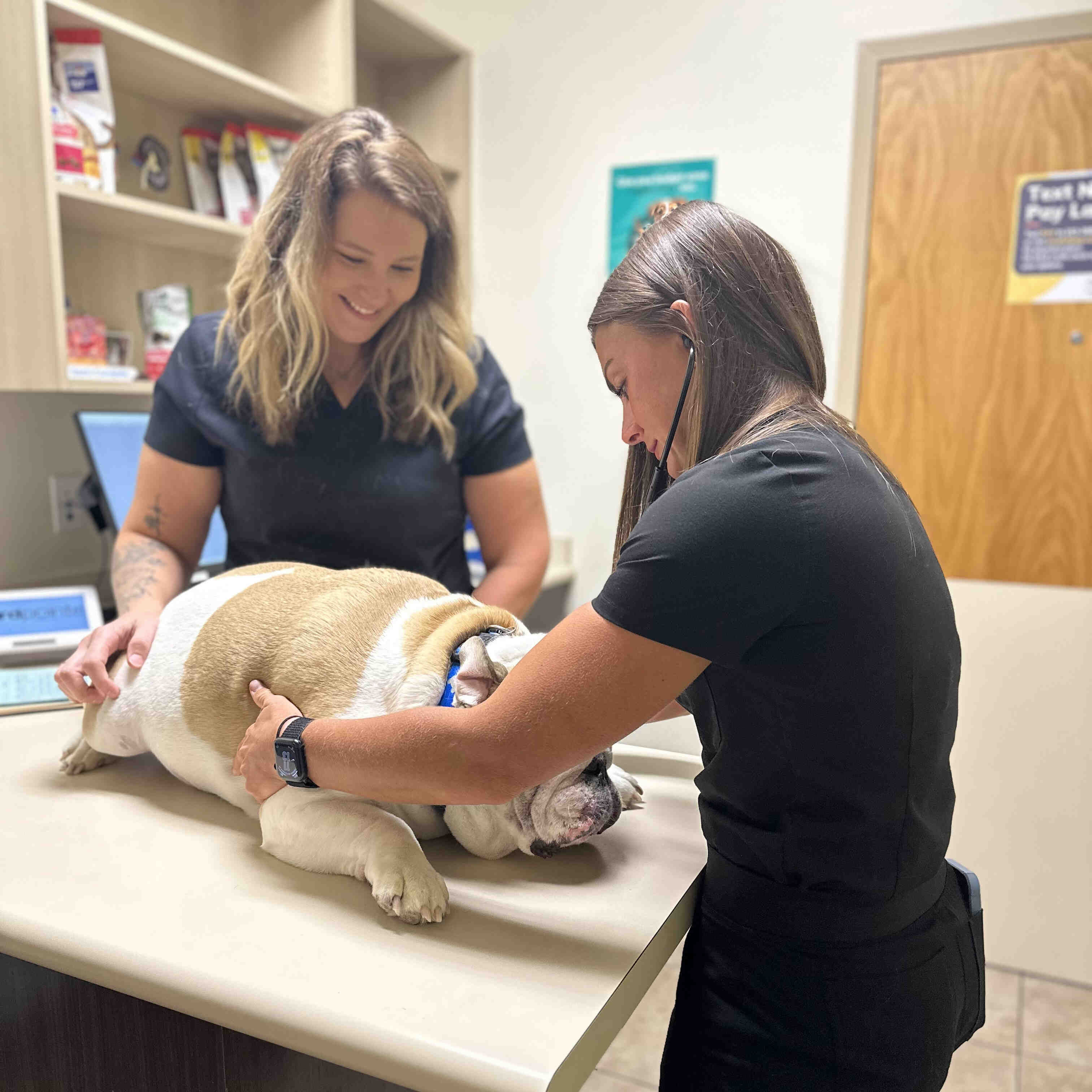 Our Staff Examining a Bulldog Patient
