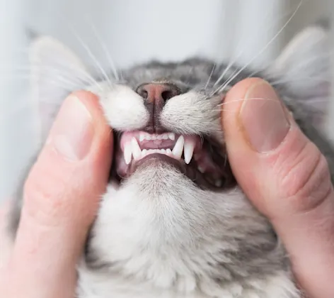 Cat's teeth getting examined Cat's teeth getting examined