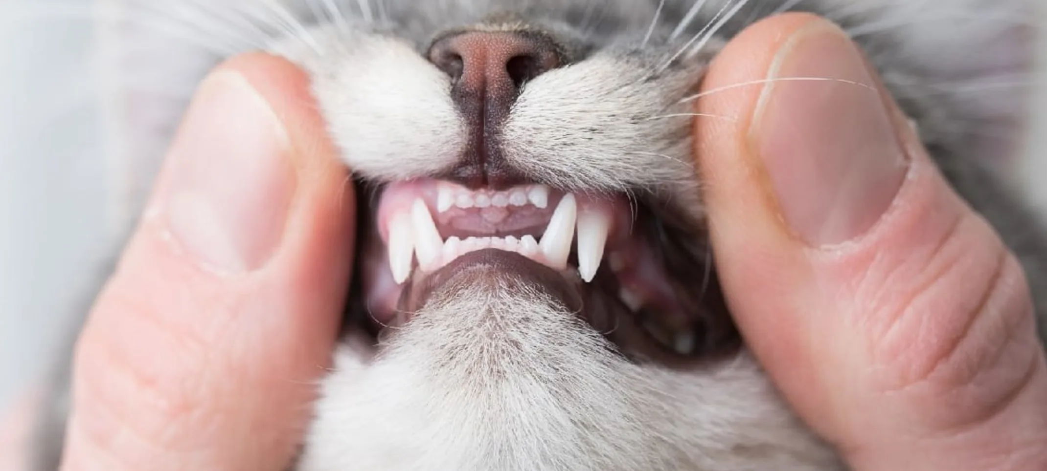 Cat's teeth getting examined Cat's teeth getting examined