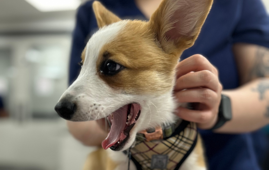 Staff member holding a yawning dog