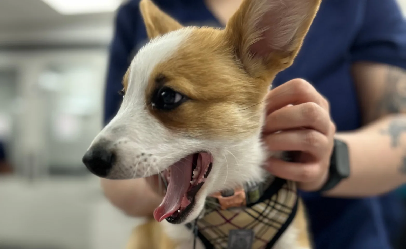 Staff member holding a yawning dog Staff member holding a yawning dog
