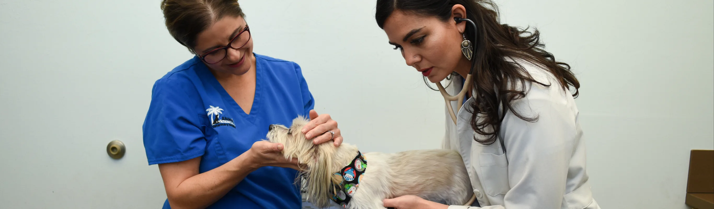 Pet exam by veterinarian and assistant at Animal Oasis Veterinary Hospital