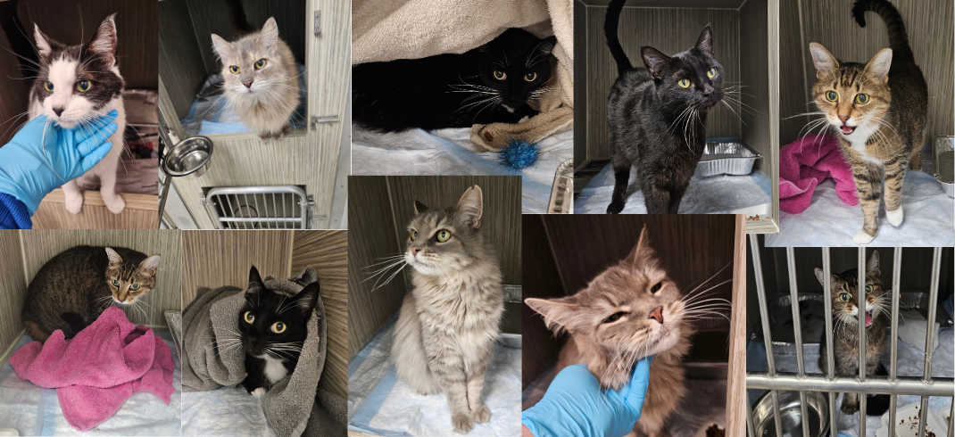 Cat Patients Collage