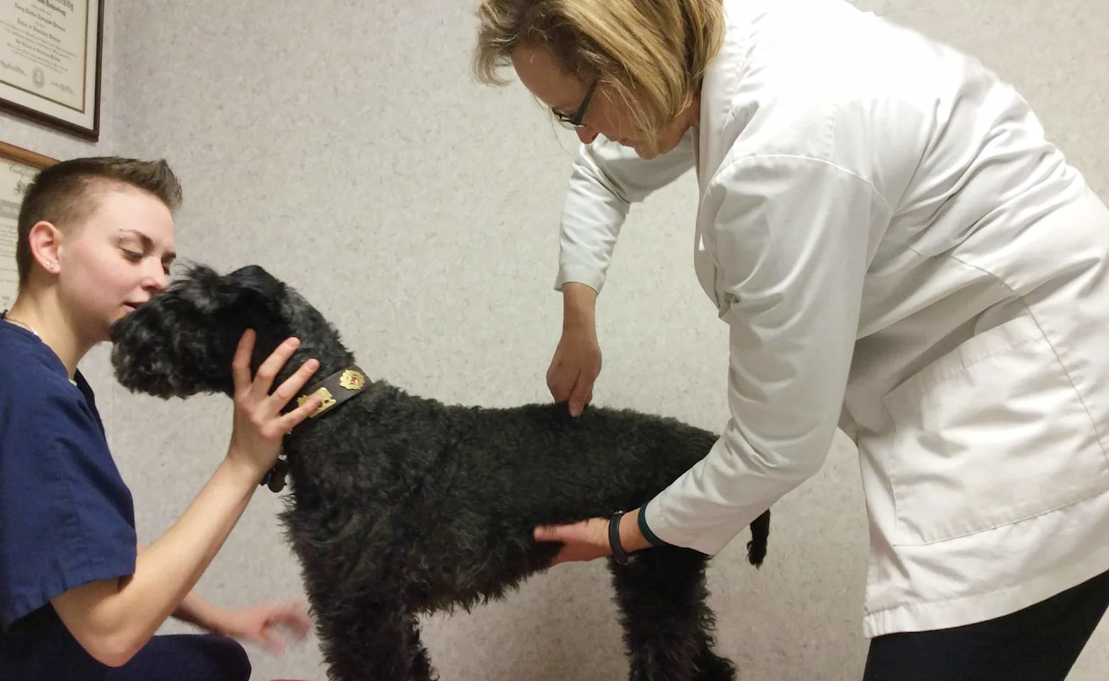 Vet performing chiropractic care on a patient Vet performing chiropractic care on a patient