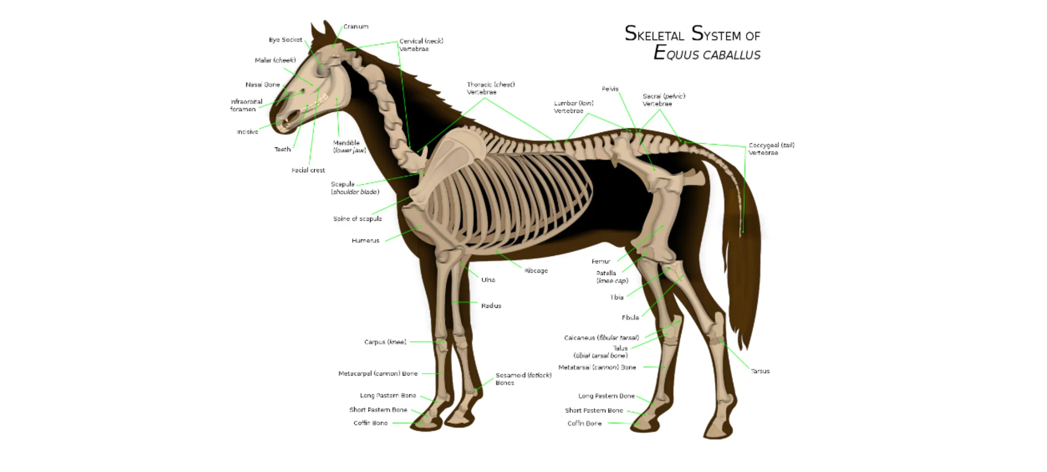 Image of a diagram of a horse's body 