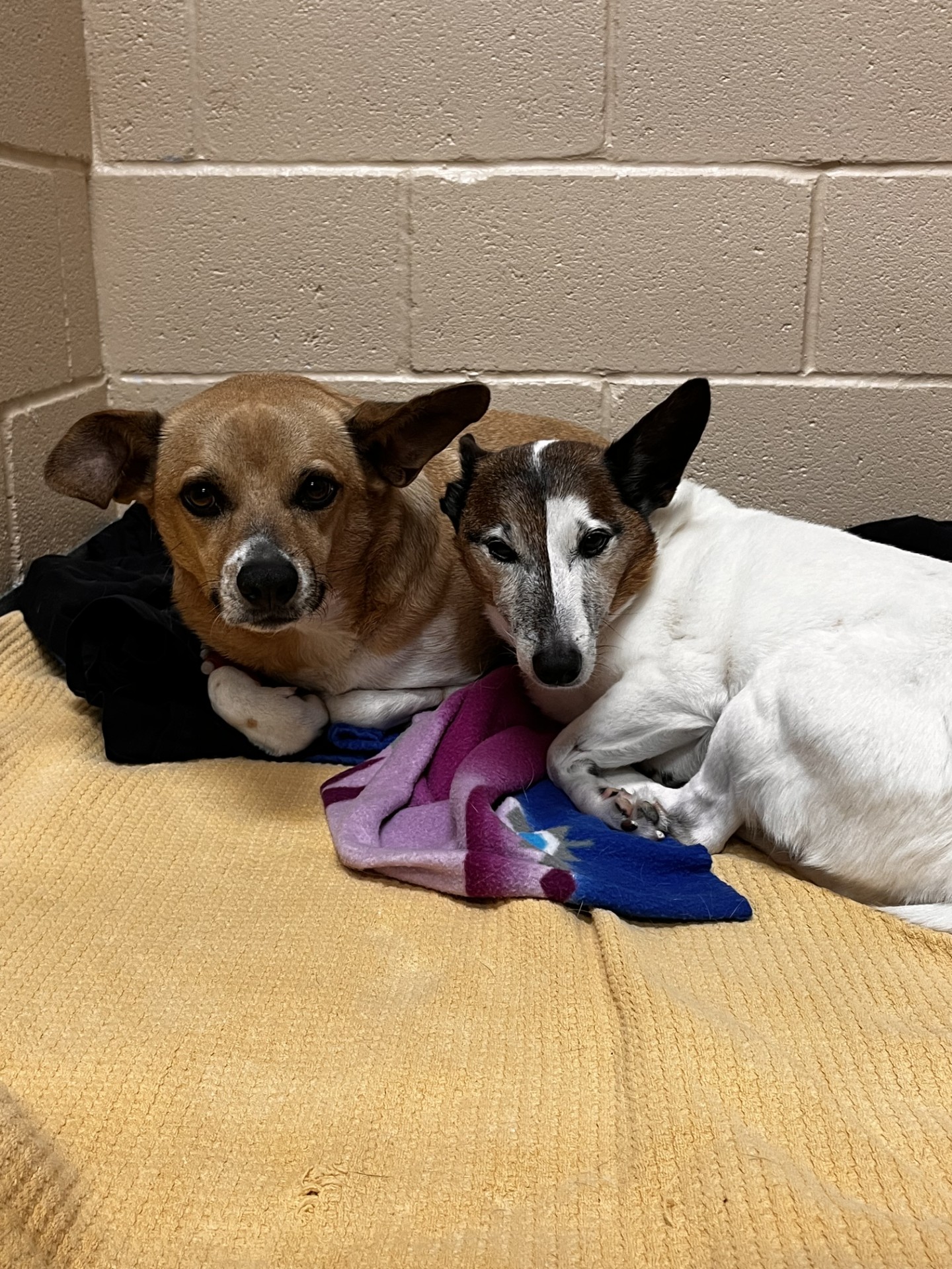 Pets boarding at Animal Medical & Surgical Hospital of Frisco 