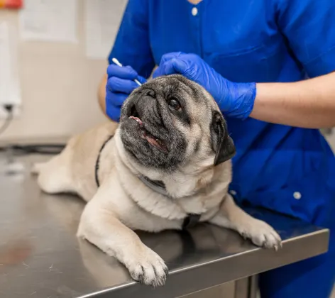 Vet cleaning a dog's ear