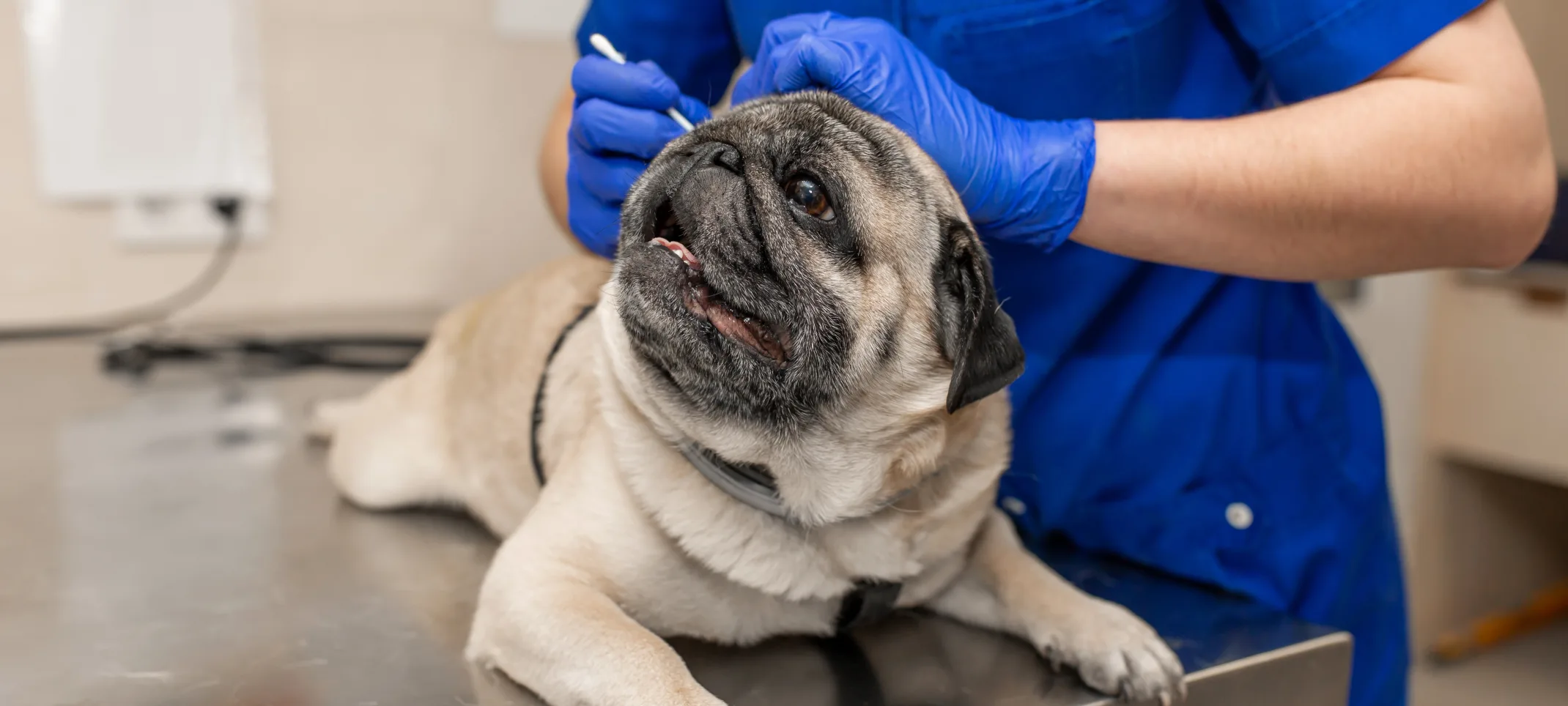 Vet cleaning a dog's ear