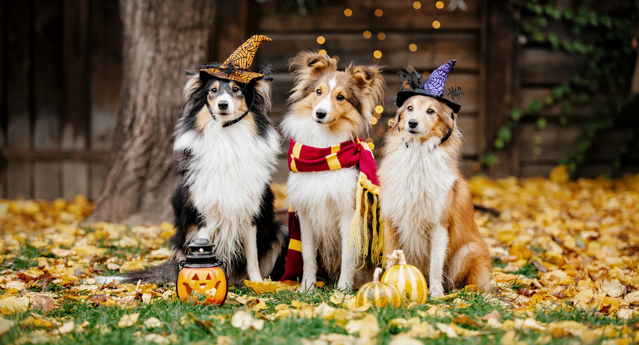 Three dogs sitting and smiling, wearing halloween apparel Three dogs sitting and smiling, wearing halloween apparel