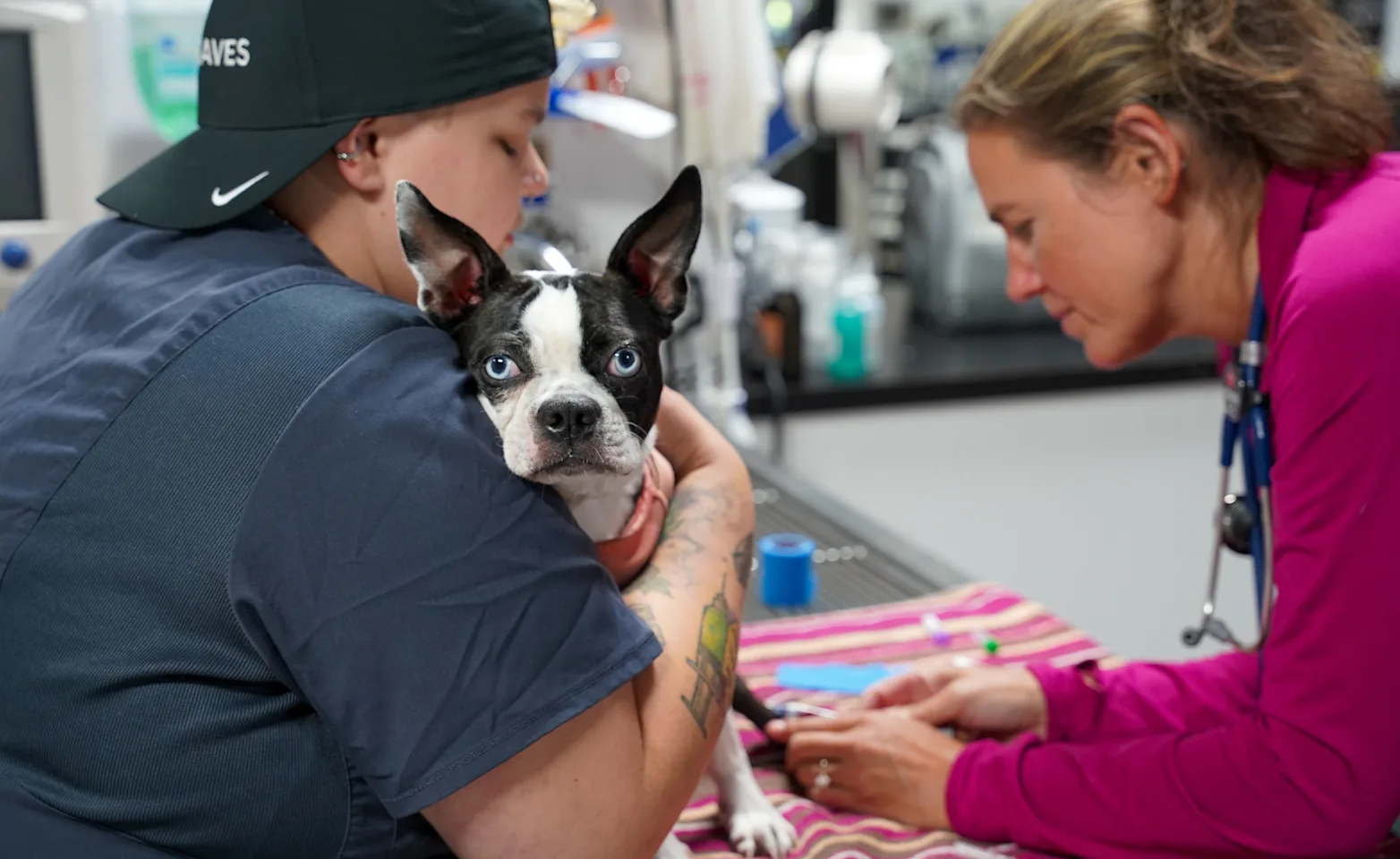 Veterinary technician placing IV catheter on a Boston Terrier Veterinary technician placing IV catheter on a Boston Terrier