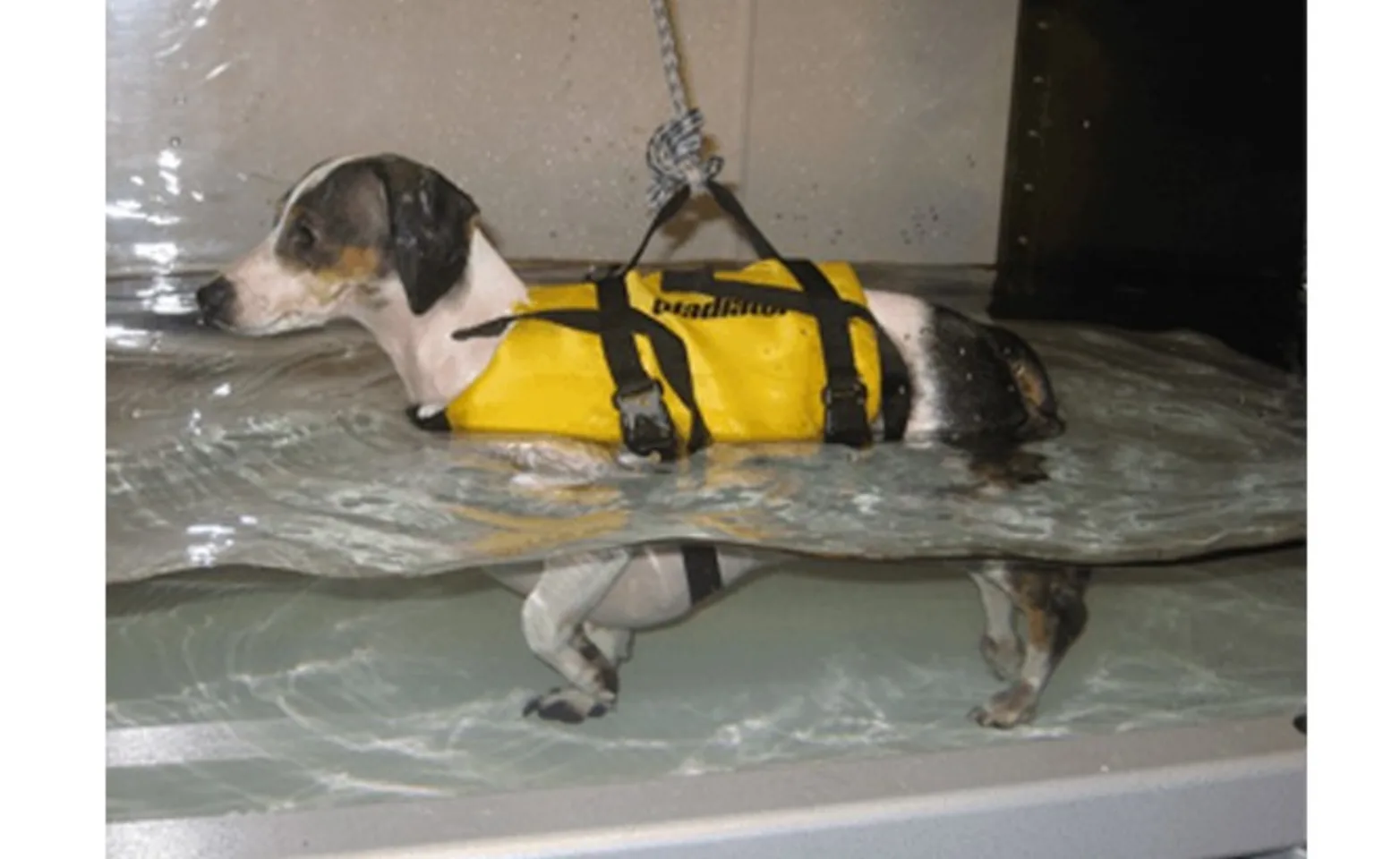 IVDD patient rehabilitating in an underwater treadmill. IVDD patient rehabilitating in an underwater treadmill.