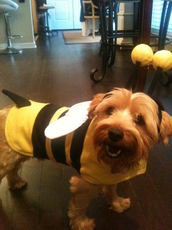 Mick the dog in a bumblebee costume