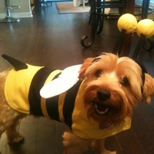 Mick the dog in a bumblebee costume