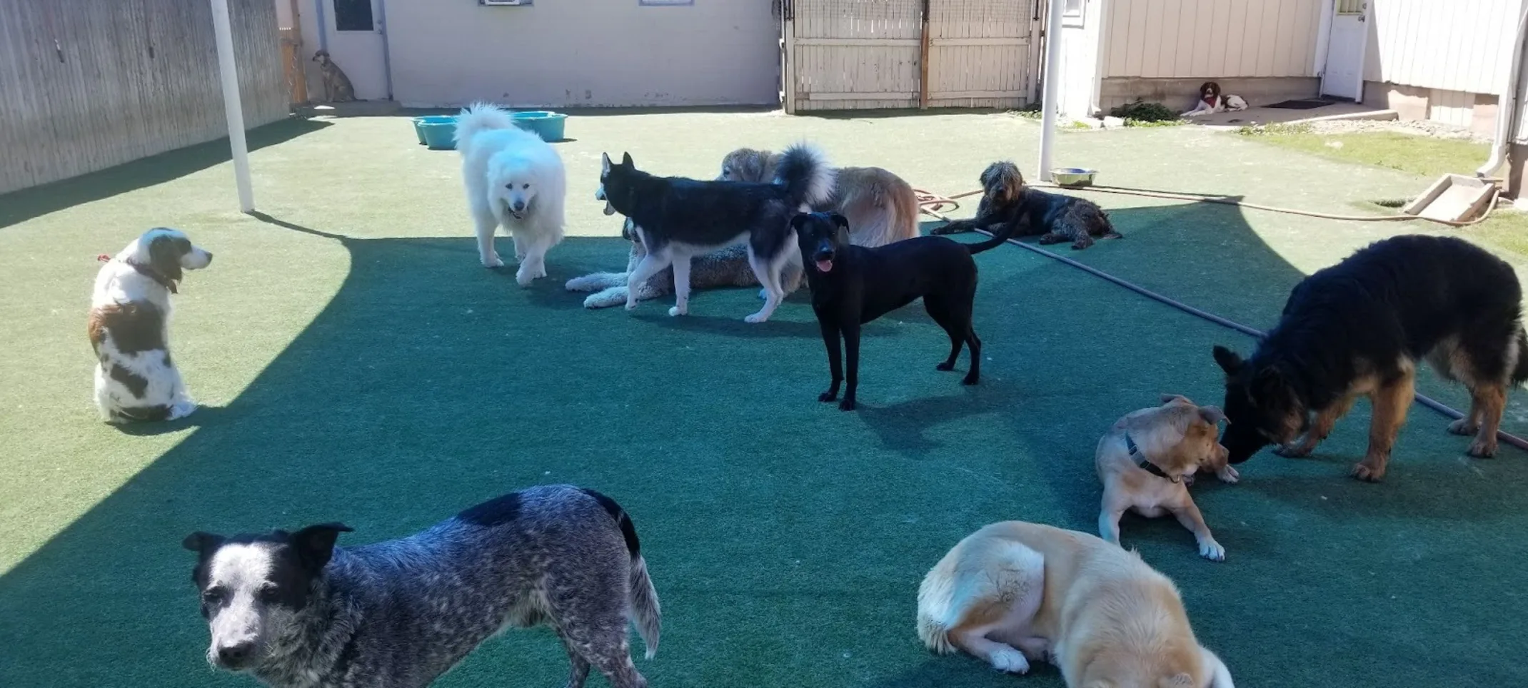 Many Dogs Outside in a Yard