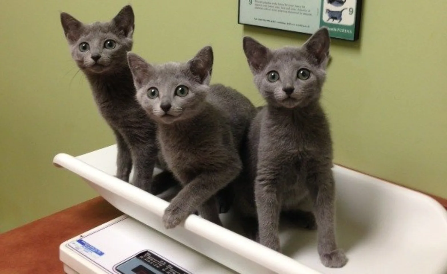 3 grey cats getting weighed