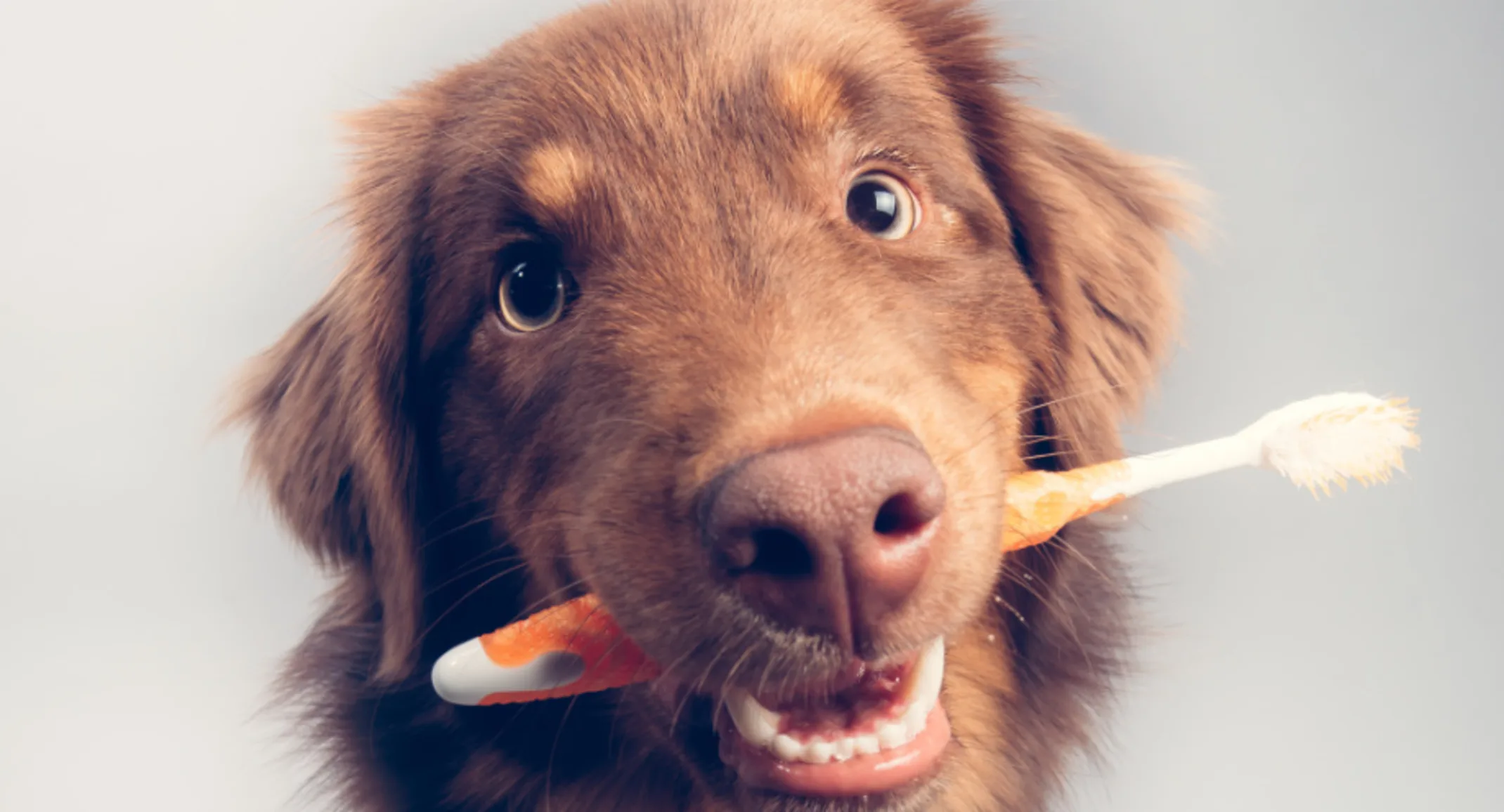Brown Dog Biting an Orange Toothbrush
