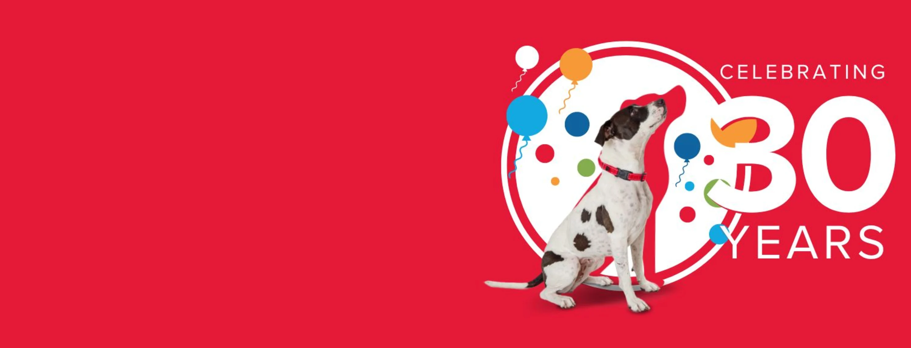 Dog with balloons celebrating 30 years Dog with balloons celebrating 30 years