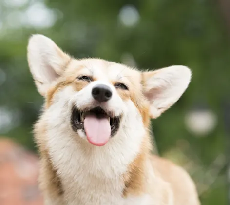 A dog smiling A dog smiling