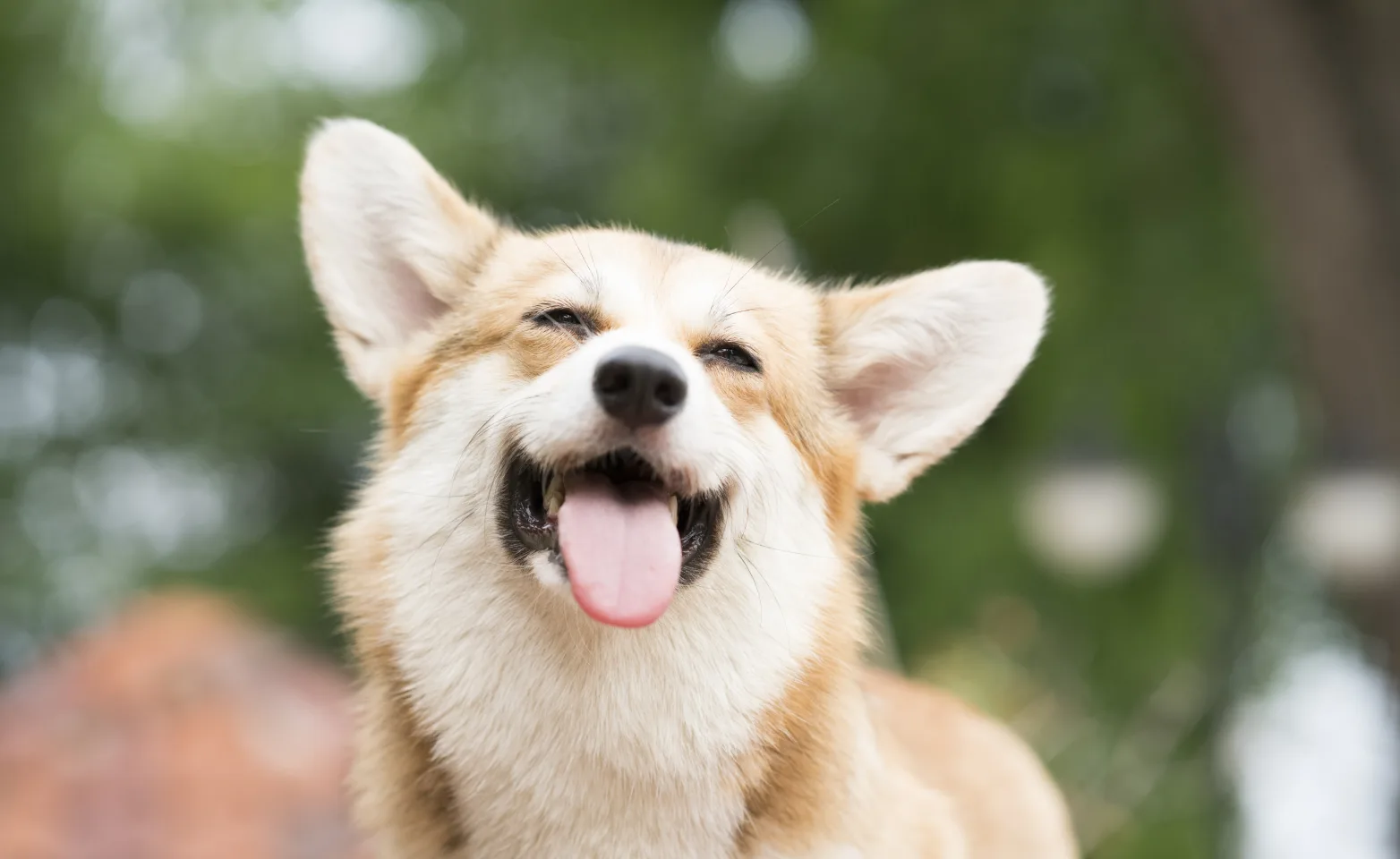dog smiling tongue out
