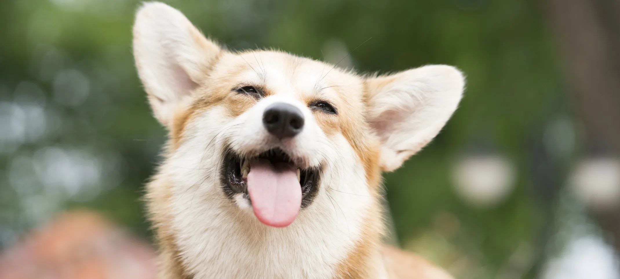 A dog smiling A dog smiling