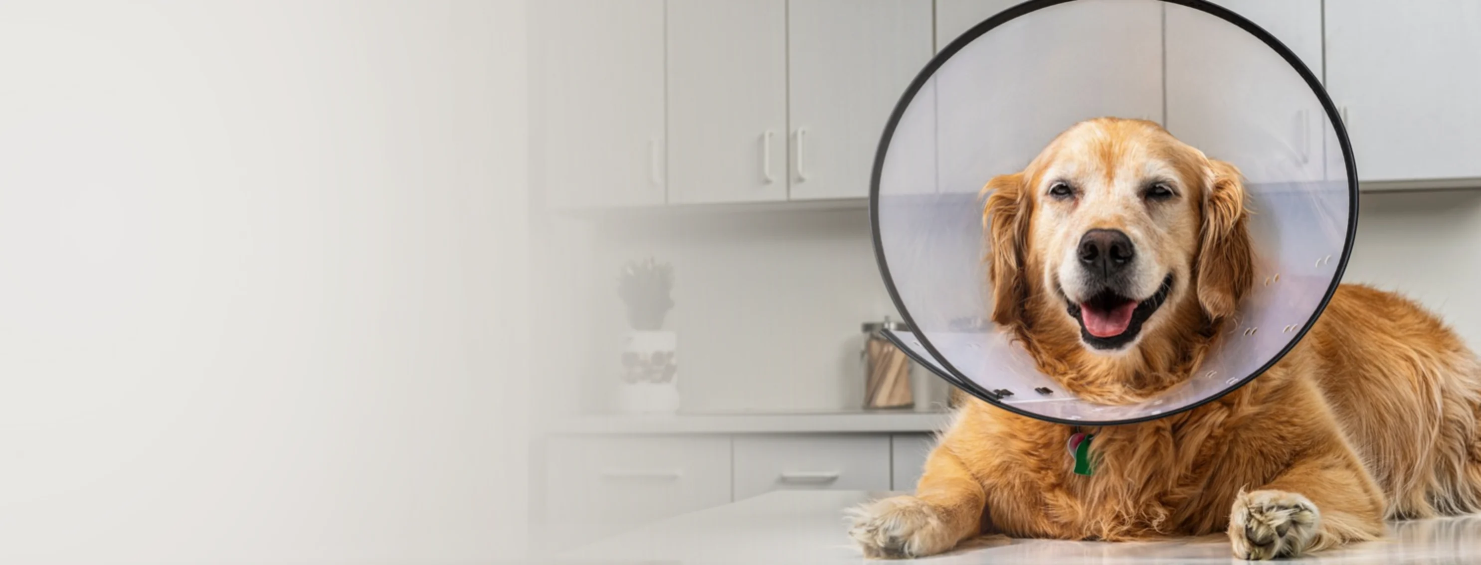Dog Sitting on Exam Table Wearing a Cone Dog Sitting on Exam Table Wearing a Cone