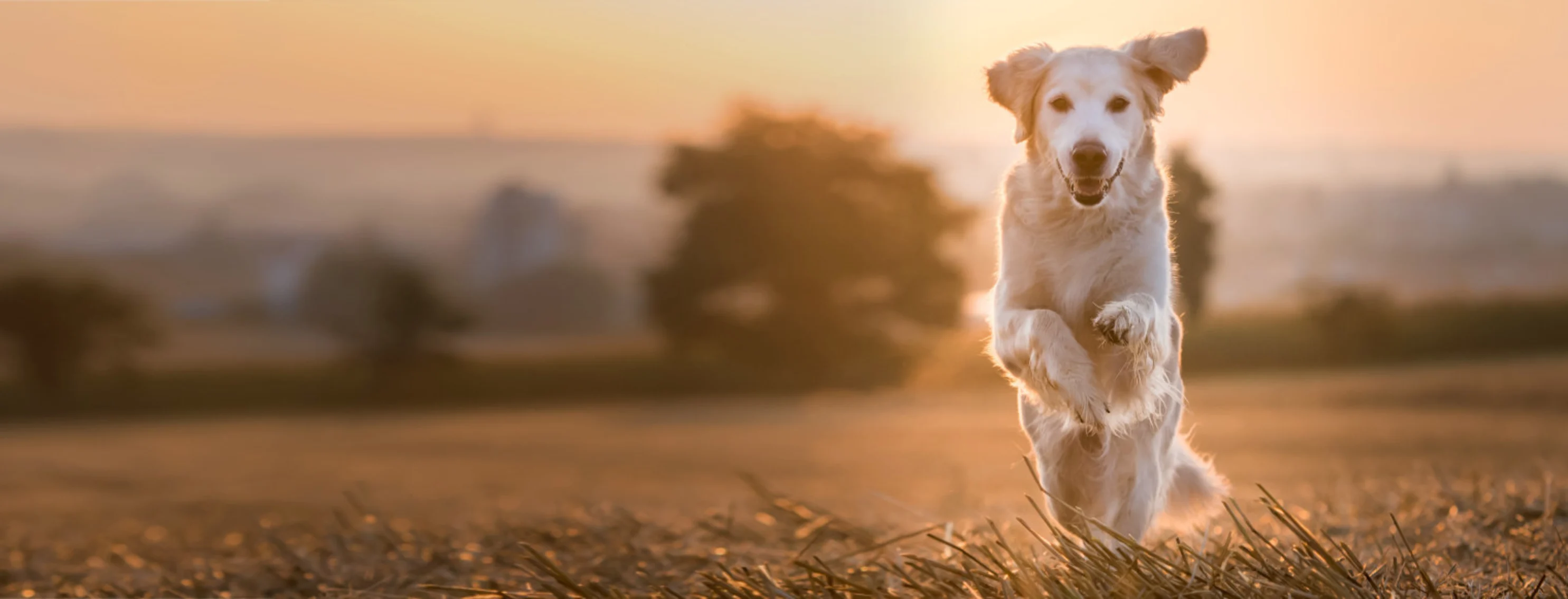 Golden Retriever Jumping Outside