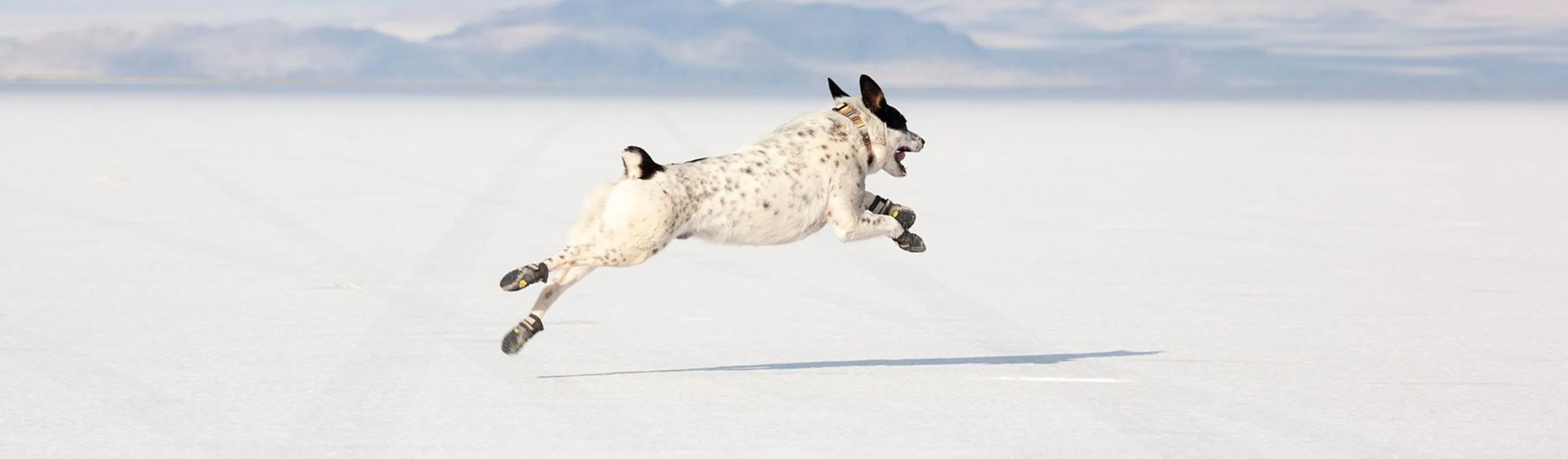 Dog sprinting Dog sprinting