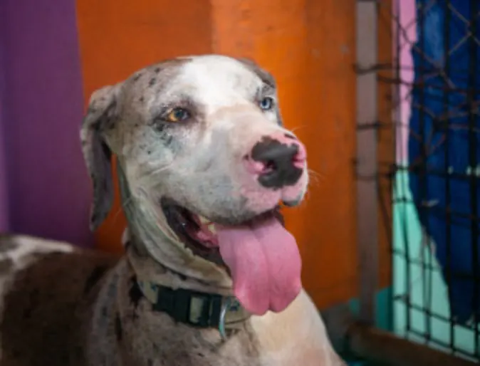 Dog with tongue out and smiling