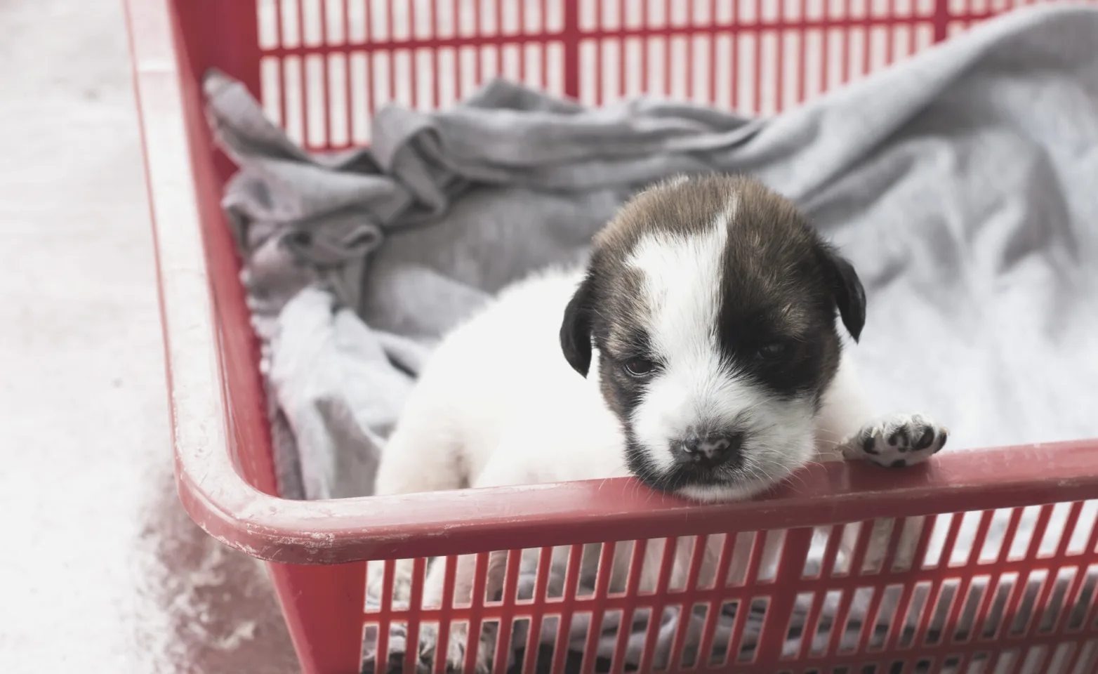 Puppy in a basket.