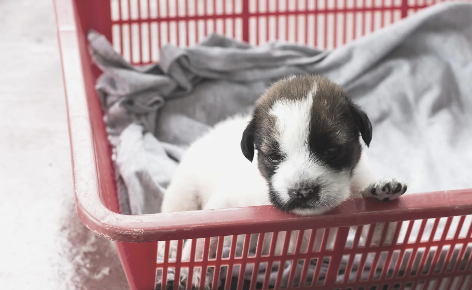 Puppy in a basket. Puppy in a basket.