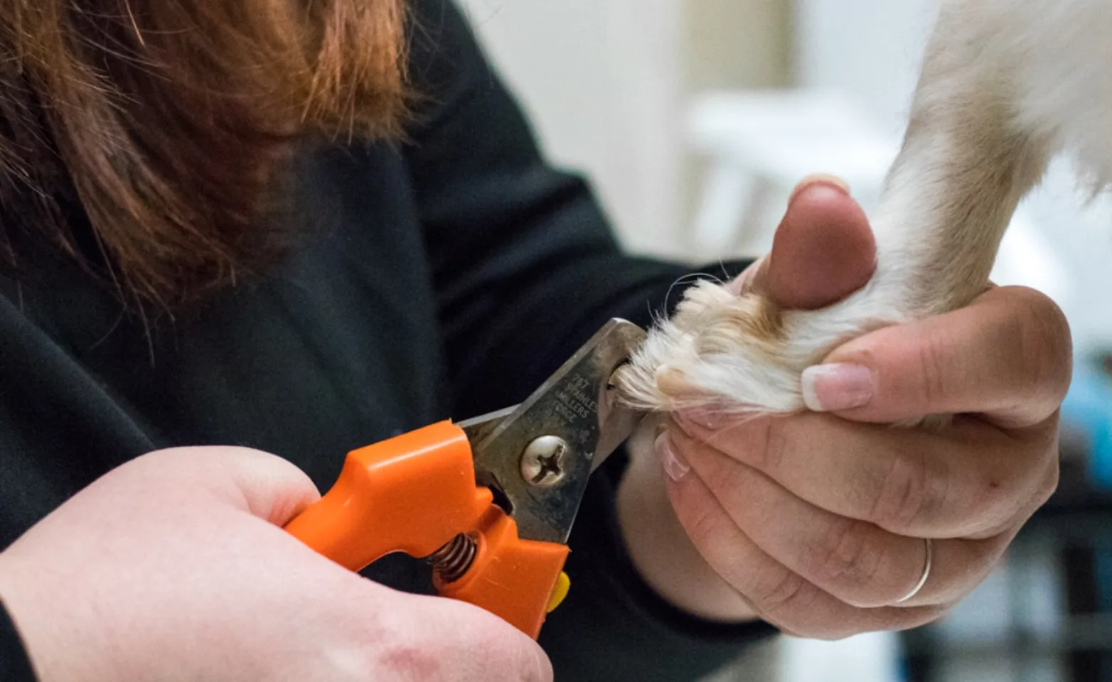 dog having its nails trimmed on its hind leg at Brentwood Family Pet Care