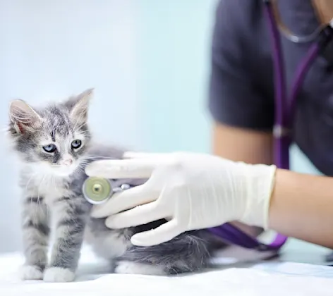 Cat with stethoscope Cat with stethoscope