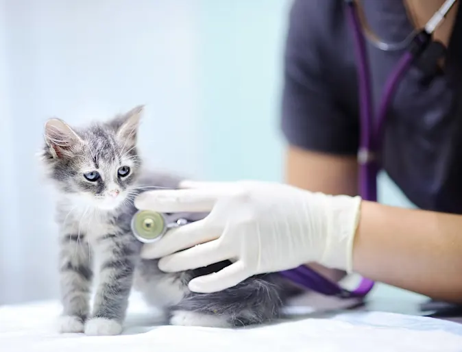Cat with stethoscope Cat with stethoscope