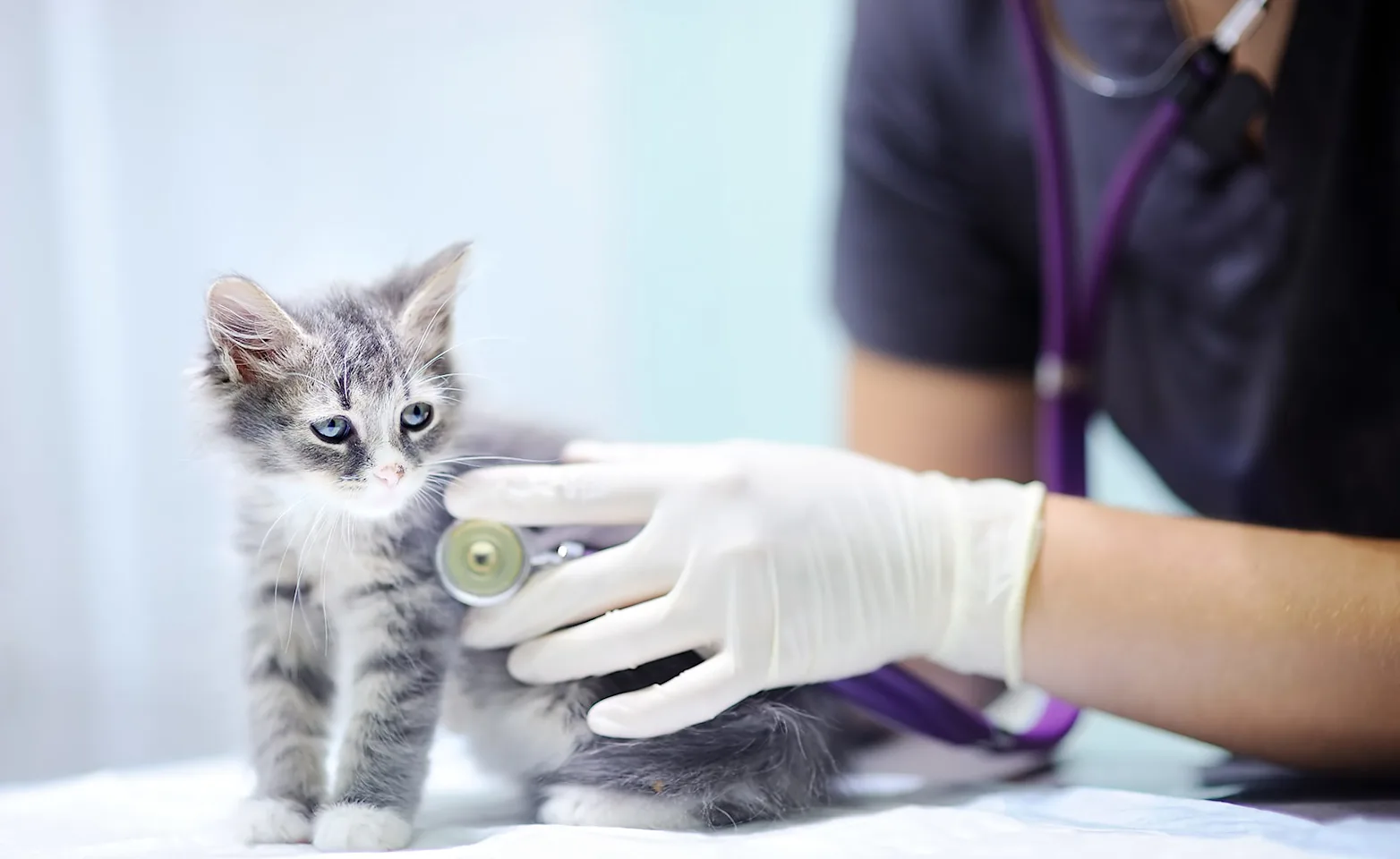 Cat with stethoscope Cat with stethoscope
