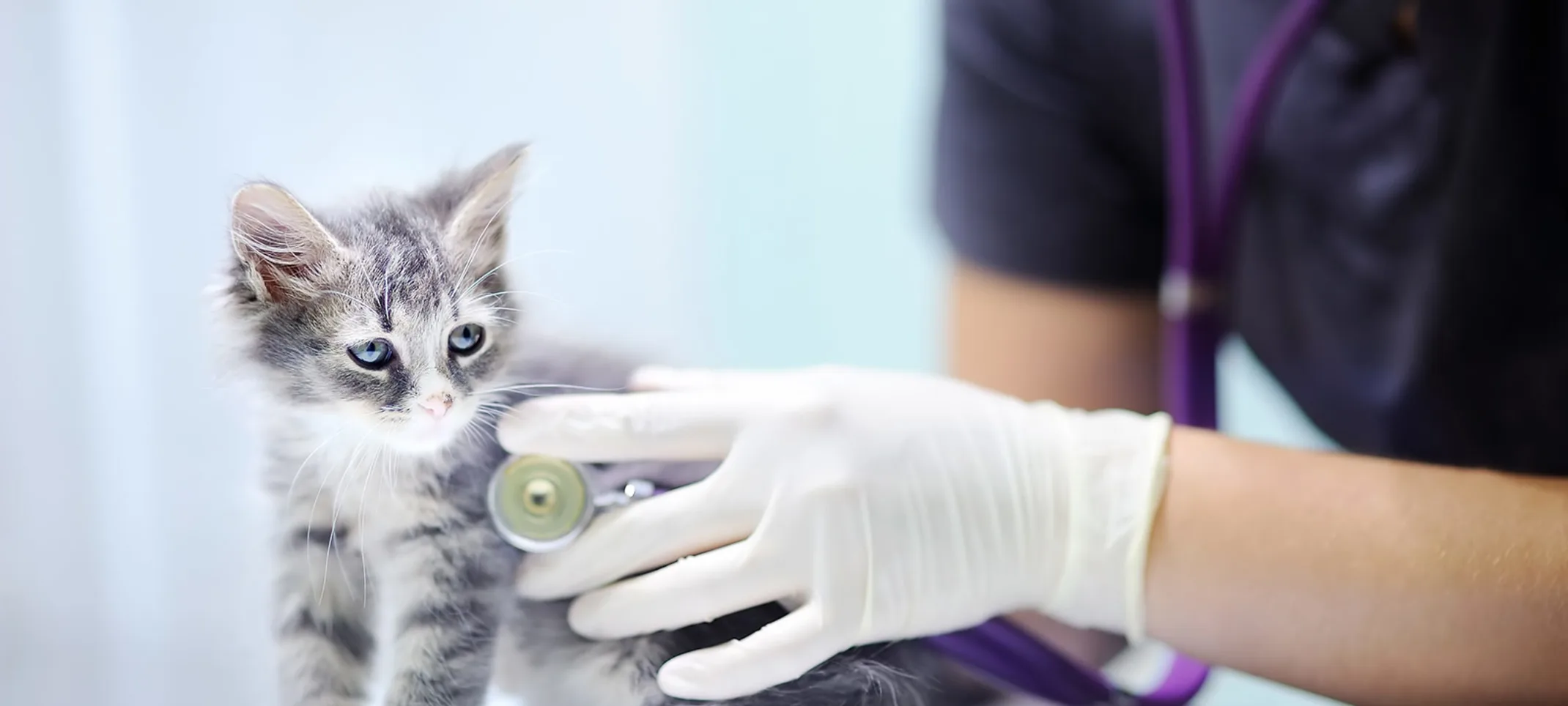 Cat with stethoscope Cat with stethoscope