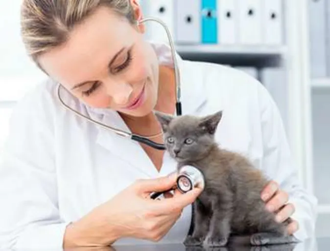 Kitten Season Kitten Season