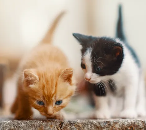 Two kittens together 