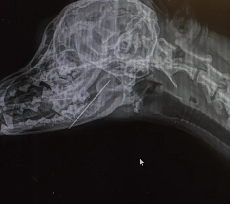 Radiography at Animal Medical Center of Hattiesburg. Radiography at Animal Medical Center of Hattiesburg.